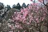 plum_blossoms_4