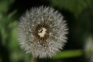1285702_dandelion_1[1]