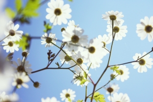 1290197_white_flowers_against_blue_sky[2]